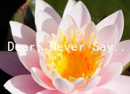 DearNever Say Never