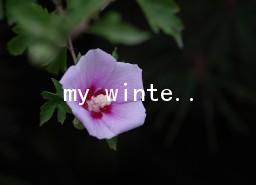 my winter vacationӢ15ƪ