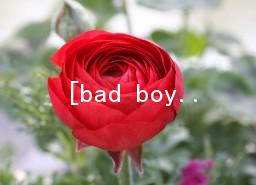 [bad boy ]Bigbang _bad boy 
