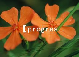 progressprogressǿǲ_progress